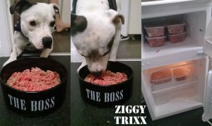 Ziggy eating raw dog food